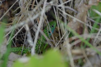 <i>Lacerta bilineata</i>