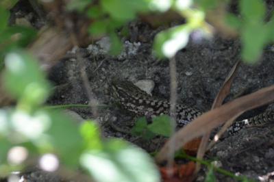 Lézard des murailles 
