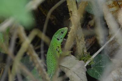 Lacerta bilineata