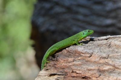 <i>Lacerta bilineata</i>