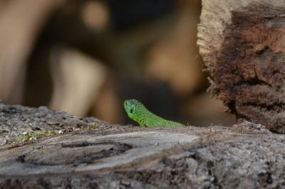 <i>Lacerta bilineata</i>