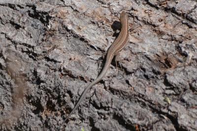 Lézard des murailles 
