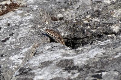 Lézard des murailles 