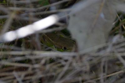 <i>Lacerta bilineata</i>