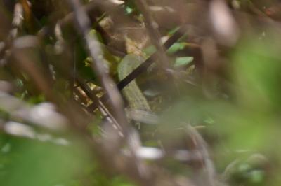 <i>Lacerta bilineata</i>