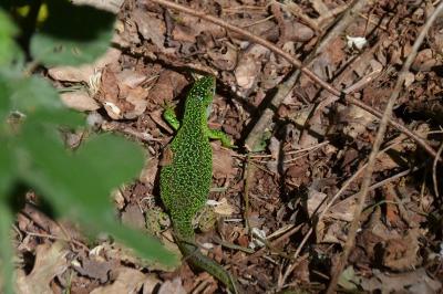 <i>Lacerta bilineata</i>