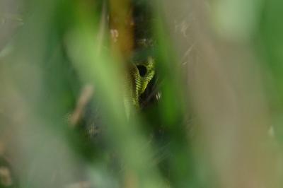 <i>Lacerta bilineata</i>
