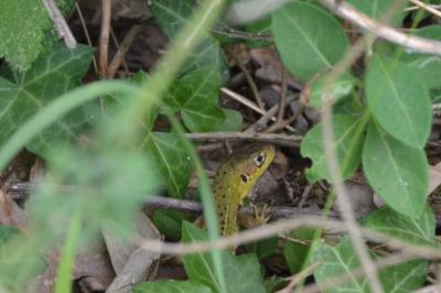 <i>Lacerta bilineata</i>