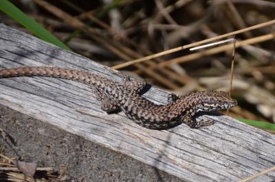 Lézard des murailles 