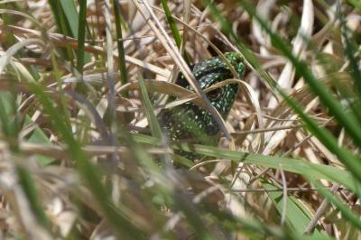 <i>Lacerta bilineata</i>