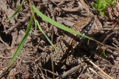 Lézard des murailles 