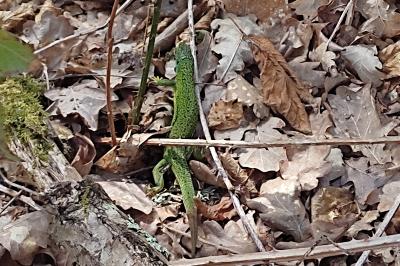Lézard à deux raies 