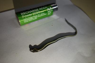 Anguis fragilis