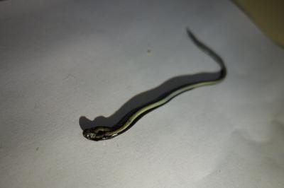 Anguis fragilis