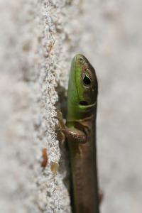 Lézard à deux raies 