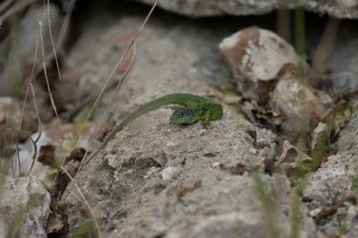 Lacerta bilineata bilineata
