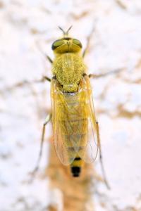 <i>Thereva</i>