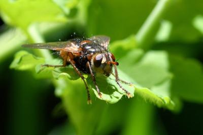 <i>Tachina fera</i>