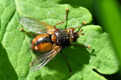 <i>Tachina fera</i>