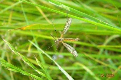 <i>Tipula vernalis</i>