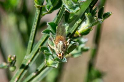 <i>Scathophaga stercoraria</i>