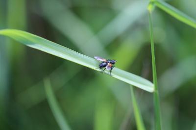 <i>Zophomyia temula</i>