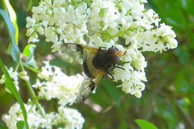 <i>Volucella pellucens</i>