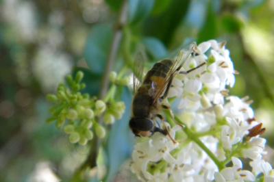 <i>Eristalis tenax</i>
