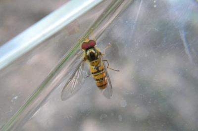 <i>Episyrphus balteatus</i>