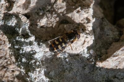 <i>Scaeva selenitica</i>