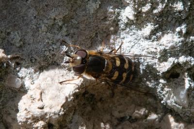 <i>Scaeva selenitica</i>