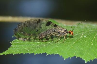 <i>Osmylus fulvicephalus</i>