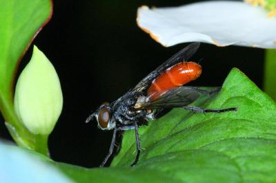 <i>Cylindromyia bicolor</i>
