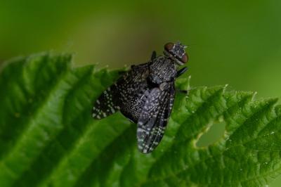 <i>Platystoma seminationis</i>