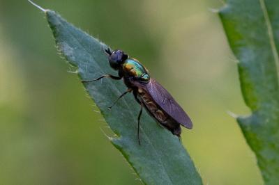 <i>Chloromyia formosa</i>