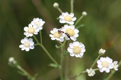 <i>Cylindromyia</i>