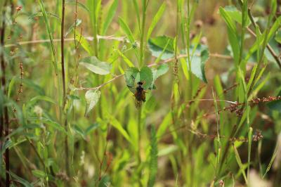 <i>Molobratia teutonus</i>