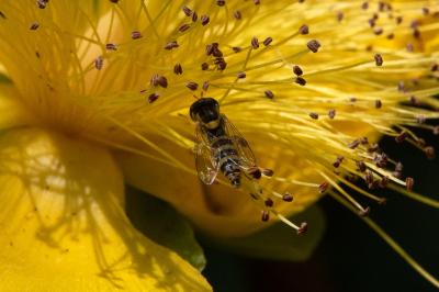 <i>Sphaerophoria scripta</i>