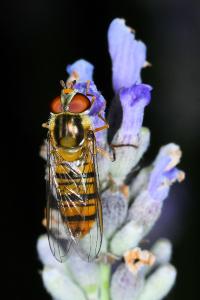 <i>Episyrphus balteatus</i>