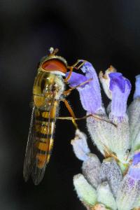 <i>Episyrphus balteatus</i>
