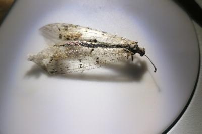 <i>Distoleon tetragrammicus</i>