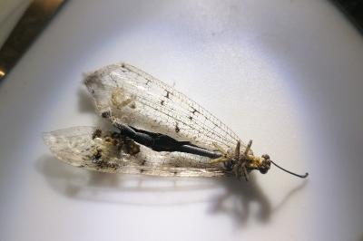 <i>Distoleon tetragrammicus</i>