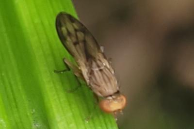 <i>Opomyza florum</i>