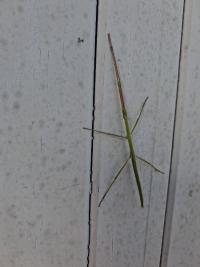 <i>Clonopsis gallica</i>