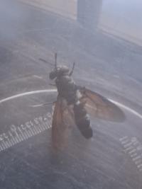 <i>Hermetia illucens</i>