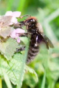 <i>Xylocopa violacea</i>