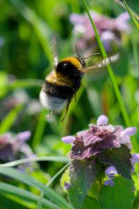 <i>Bombus</i>