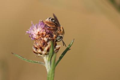 <i>Tetralonia dentata</i>