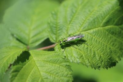 <i>Rhogogaster chlorosoma</i>