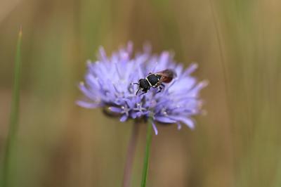 <i>Hylaeus</i>